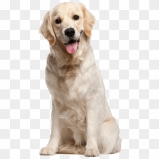 Dog File Png Image - Golden Retriever Clipart