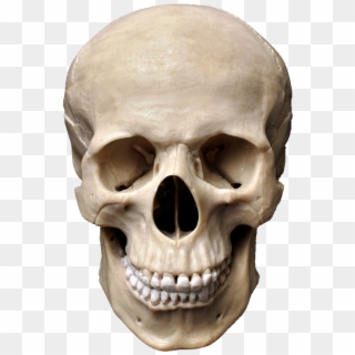 Real Skull Front View Clipart
