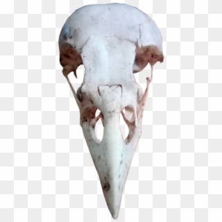 Bird Skull Png - Bird Skull Transparent Background Clipart