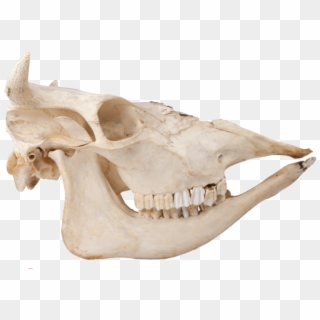 Where To Find There Are Over A Billion Cows In The - Skull Clipart