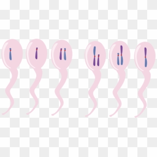 Computer Icons Chromosomal Translocation Directory - Chromosome Clipart - Png Download