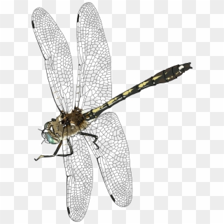 Dragonfly Transparent Background - Dragon Fly Png Clipart