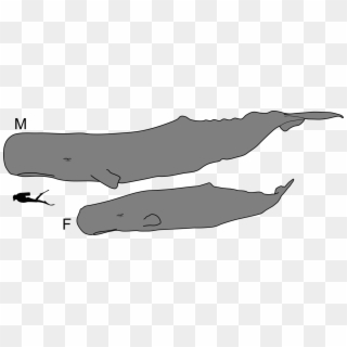 Sperm Whale Male And Female Size - Sperm Whale Male And Female Clipart