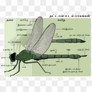 Dragonfly Anatomy Tamil- Final - Внешнее Строение Стрекозы Clipart