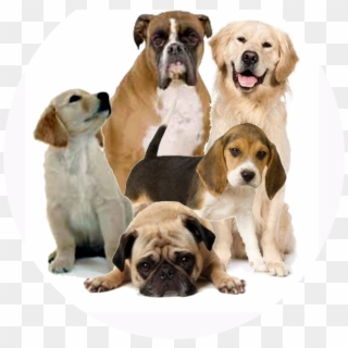 Dog Png Image - Dermotic Cream Clipart