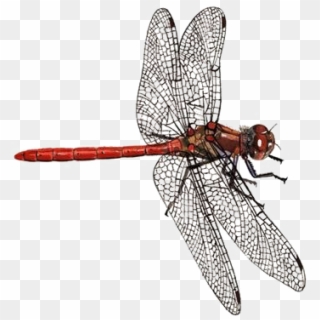 Dragonfly Png Download Image - Dragonfly Rspb Clipart