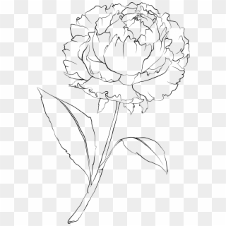 October 2011 Flower Template, Flower Art, Peony Flower, - White Carnation Flower Drawing Clipart