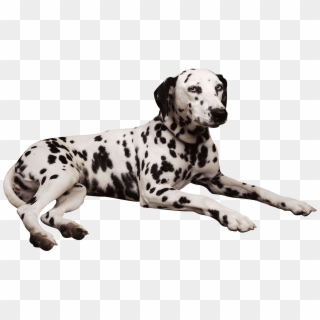 Dog Png - Dalmatin Png Clipart