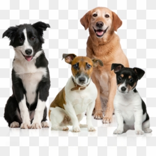 All Dogs Png - Dogs Png Clipart
