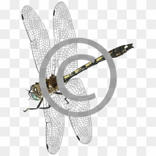 Dragonfly Png Photo - Insect Clipart