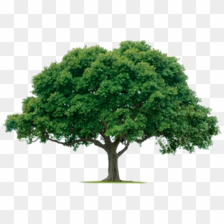 Tree Png Photos - Tree Png Clipart