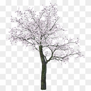 Cherry Blossom Tree Png Clipart