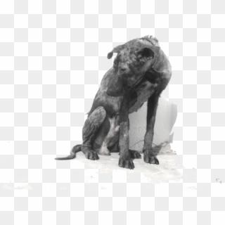 Abandoned Dog Png - Longdog Clipart