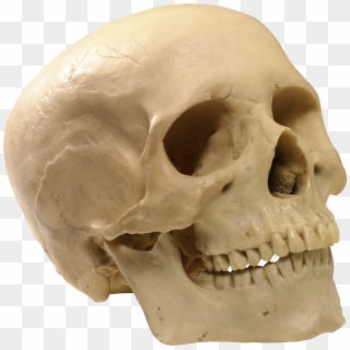 Free Png Download Skeleton, Skull Png Images Background - Human Skull Transparent Background Clipart
