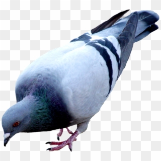 Pigeon Png Picture - Pigeon Png Clipart