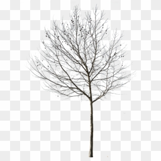 Tree Transparent Png - Transparent Background Bare Tree Png Clipart
