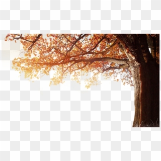 Winter Resolution Wallpaper Tree Autumn 4k Fall Clipart - 1080p Png Sky Hd Transparent Png