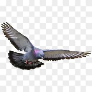 Pigeon, Dove Png Clipart