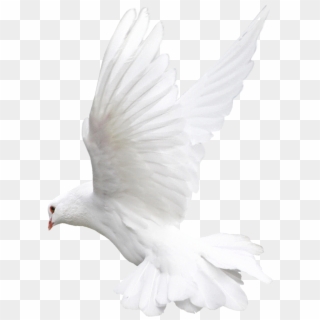 Pigeon Png - White Bird Png For Editing Clipart