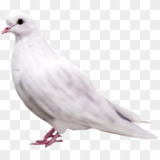 Pigeon Png Free Download - White Pigeon Png Hd Clipart
