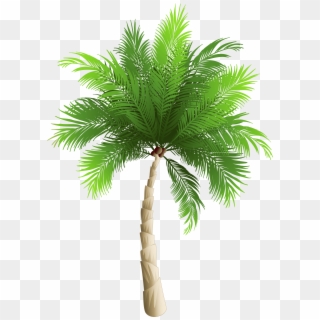 Free Png Download Palm Tree Png Images Background Png - Transparent Palm Tree Png Clipart