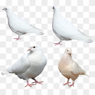 Pigeon Png Free Download - White Pigeon Sitting Png Clipart