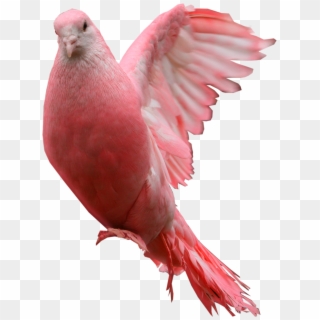 Pigeon Png Download Image - Pink Pigeon Png Clipart