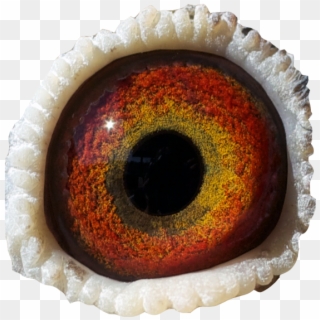 Au 2010 M Smith - Monster Eye Png Clipart