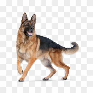 Png Hd Dogs - German Shepherd Dog Png Clipart