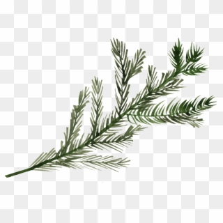 Pine Tree Branch Png Clipart