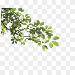 Free Png Download Branch Png Png Images Background - Leaves And Branches Png Clipart