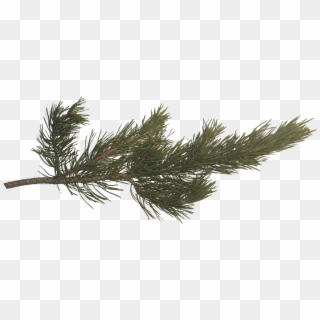 Pine Branch, Pine Tree, Tree Branches, Pictures Images, Clipart