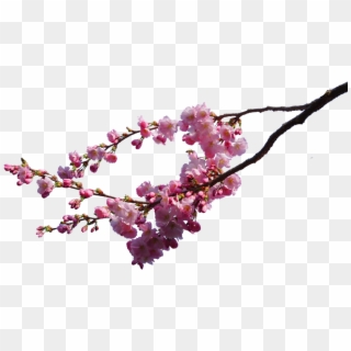 Branches Png - Cherry Blossom Transparent Background Clipart