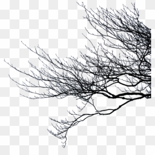 Portfolio - Tree Branch Silhouette Png Clipart