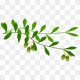 Olive Branch Leaf Laurel Wreath Tree - Olive Branch Free Clip Art - Png Download