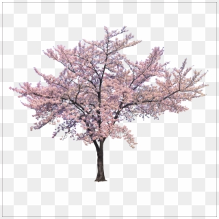 Download Blossom Cherry Tree Trees Branch Png File - Cherry Blossom Tree Png Clipart