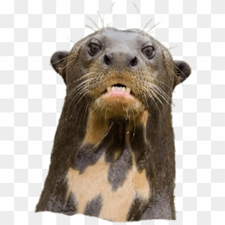 Angry Giant River Otter - Marine Mammal Clipart