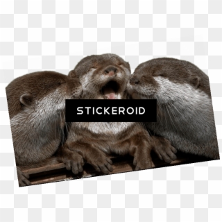 Cuddling Otters - Otter Kiss Clipart