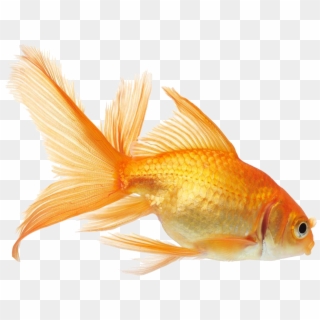Clipart Transparent Stock Goldfish Vector - Aquarium Fish Png