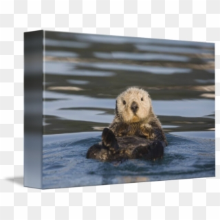 Floating On Its Back In Prince William - Otter Floating On Back Clipart