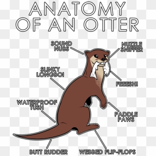 Anatomy Of An Otter2 - Otter Anatomy Clipart