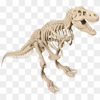 T-rex Skeleton Dinosaur Transparent Image - T Rex Skeleton Png Clipart