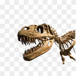 Trex - T Rex Fossil Png Clipart