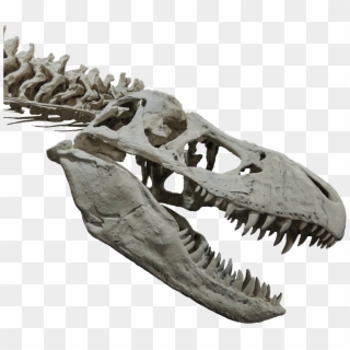 T-rex Head And Upper Body Skeleton Clipart