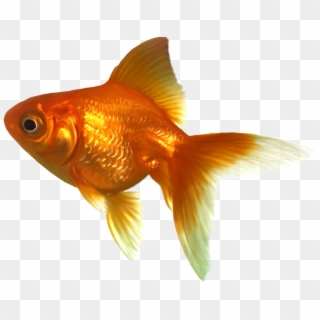 Goldfish Png Clipart