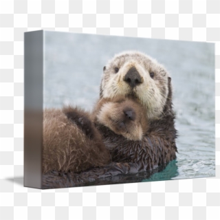 Female Sea Otter Clipart