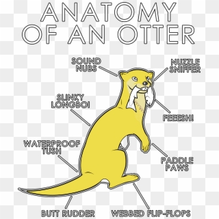 Anatomy Of An Otter Clipart