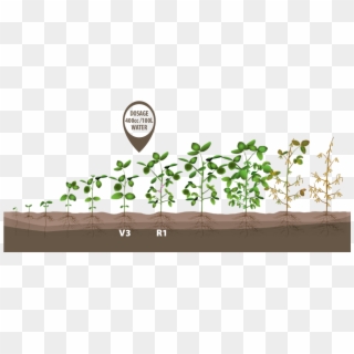 Plant Soybeans Crop Bean Growth Green Growing Clipart - Soybean Crop Stages - Png Download