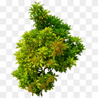 This High Quality Free Png Image Without Any Background - Plants Top View Png Clipart