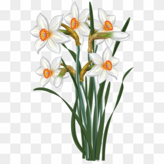 Flowers - Vector Narcissus - Narcissus Flower Vector Clipart